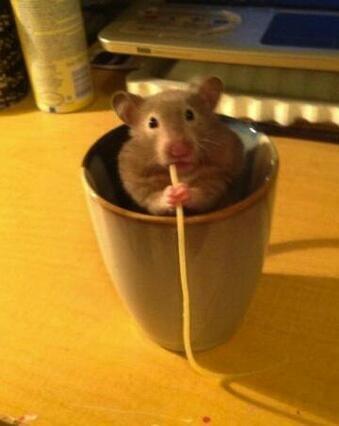 rybotics's tweet photo. Just a hamster in a mug, eating a single strand of tasty pasta. http://t.co/ni7RCN6vko