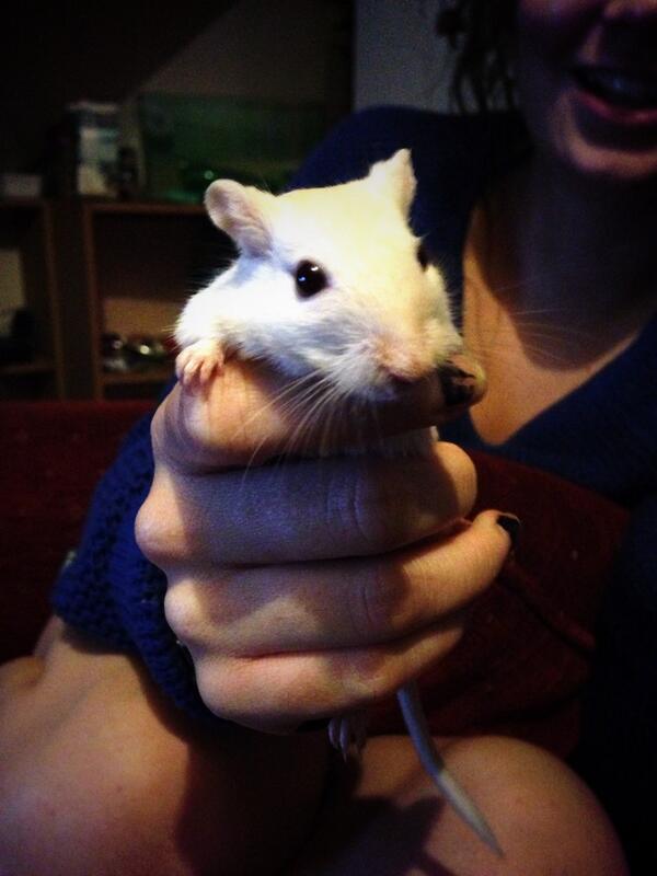 bare_sam's tweet image. Gerbil faces