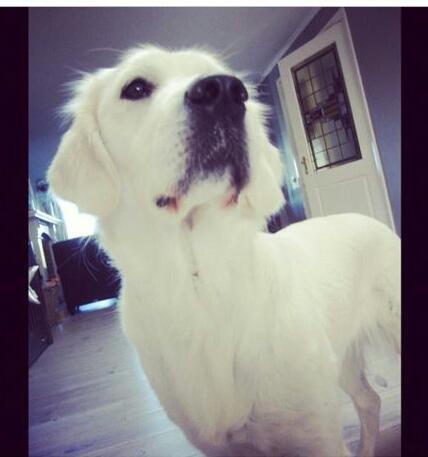 mikjuliax's tweet photo. mis jou sophietje .. http://t.co/748cVTbOxj