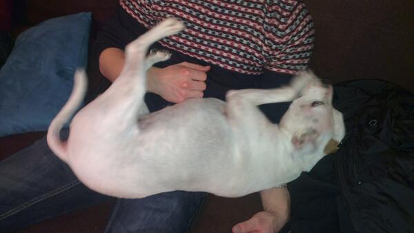 mrpushrod's tweet image. 