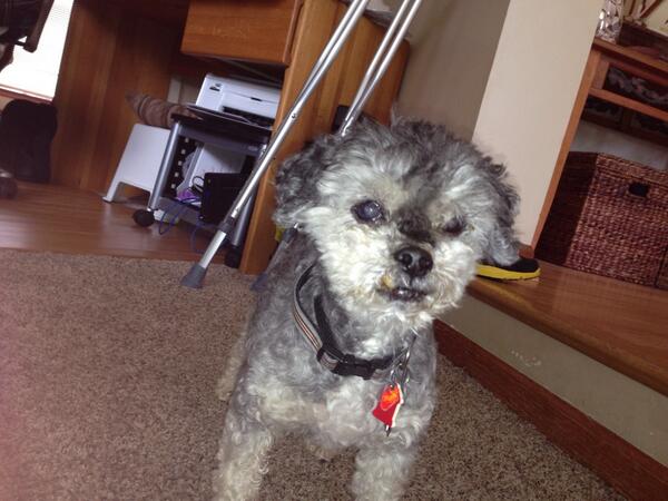 markflyons's tweet image. Rip Gracie. Great dog, thx 4 sharing ur life w/us #16years.