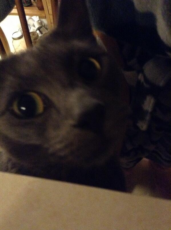 catnipaddict07's tweet image. selfie wednesday