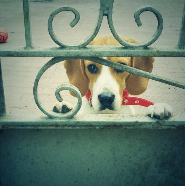 vit_ale's tweet photo. Iniziamo con te.... #frattamaggiore #buongiorno #Lapo #thinkisdiffernt #love #lovemydog http://t.co/og5LOaQ24K