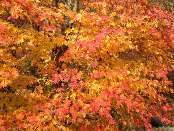 oisoo's tweet image. 누가 온다는 예감이기에 그토록 활활 불타고 있느냐.