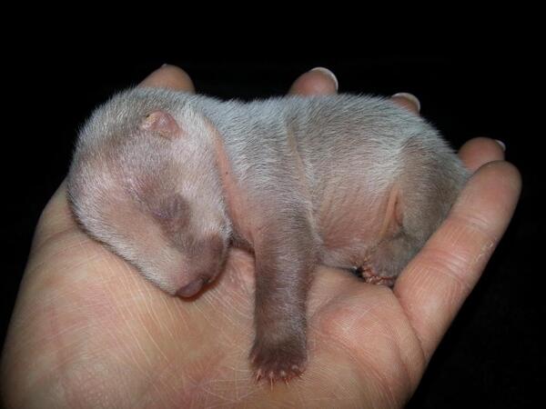please RT #badgercull extended  there will be pregnant  females and newborn cubs killed     #badgermonday