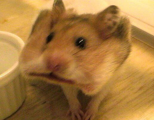 bexlennox's tweet photo. @AdamPeeny "Sorry, I’ve just been totally distracted by this hamster with an entire cream cracker in its mouth. http://t.co/TJRrqAjSZa”