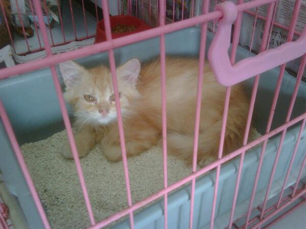 MiniPetShop's tweet photo. Ready for adobt: persian medium, male,3 month,sehat n lucu murmer gilaaa.. http://t.co/CBgwWYjVn7