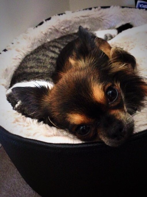 Babies have gone sleepies tooooo! Aw my little tired family ❤️ http://t.co/EJSgsnvDIS<a href="/tag/chihuahua"class="tags"><span>#chihuahua</span></a><a href="/tag/onesielove"class="tags"><span>#onesielove</span></a>