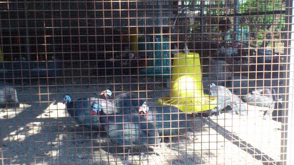 maimai_to_neko's tweet image. ターキーて丸いんだなぁ...