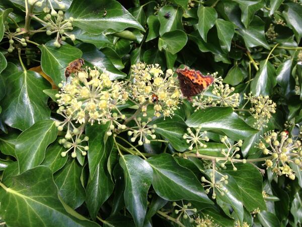 EWGardens's tweet photo. Proof, if it were needed, of the massive value of ivy to wildlife #comma #ladybird #hoverfly http://t.co/M1yJtgGWTa