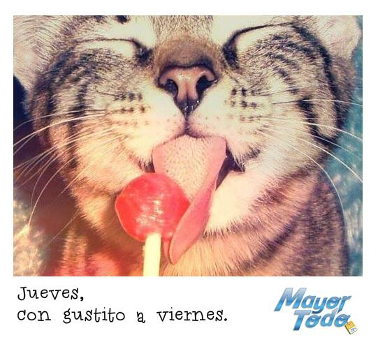 MayorTodo tweet picture
