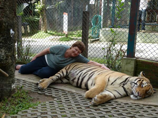 Discho44's tweet photo. Sleeping with the tigers http://t.co/REOcbNm8Oe