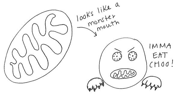 Chief_Lysosome's tweet photo. Do you really believe that the name "Mighty" Mitochondria is just for effect?#chieforganelle2013 @LeJeuneScience http://t.co/lsC4sBAvzm