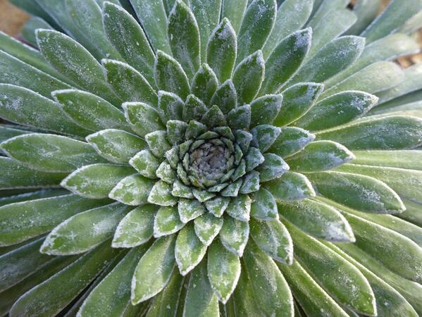 SLeguil's tweet image. @Botanygeek #randomidea Get maths teachers to do gardening!