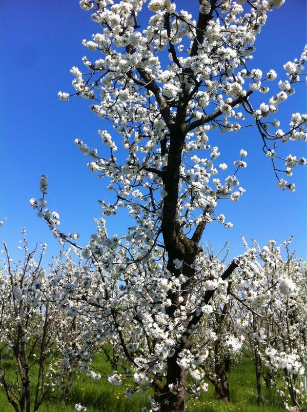 Pippo Delbono (@pippodelbono) on Twitter photo 