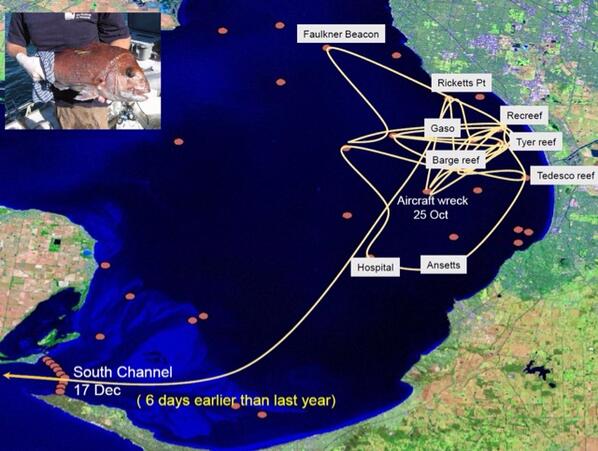 On <a href="/3AW693/">3AW Melbourne</a> at 7pm I discuss how this snapper was tracked around Port Phillip bay and out the heads, interesting stuff