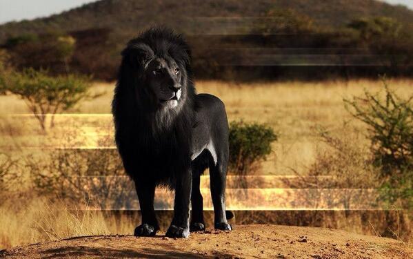El león negro o león del Cabo: A este animal los seres humanos lo hicimos desaparecer a finales del siglo XIX.