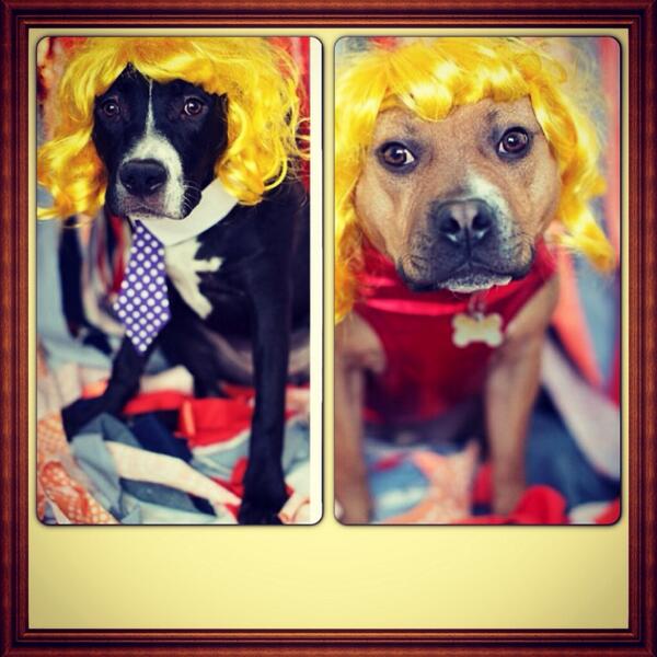 dogsofyyc's tweet photo. Hoping everyone in #yyc had a great night! #dogsofyy #dogsincostumes#dogs http://t.co/mRqGu6yv5b