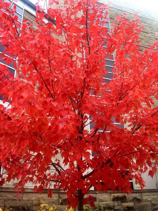 BUPamN's tweet photo. Great day for a fall campus visit! Welcome to @gobutleru !! #BUOpenHouse http://t.co/1SRmEtFII5