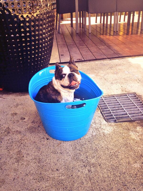 larkin_dane's tweet photo. Having a dip #bostonterrier http://t.co/TWTjZYLaiT