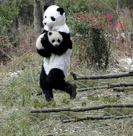 mybestpaart's tweet image. ใส่ชุดหมีแพนด้าไปช่วยลูกหมีแพนด้าในป่าที่เกิดเหตุการณ์ไฟป่า น่ารักอะ คงไม่กล้าไปแบบคนธรรมดา หมีมันจะตกใจ 55555 #สาระ