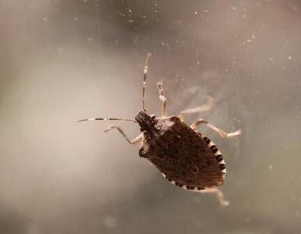 dougoster1's tweet photo. Help control stink bugs by filling out this survey from @MotherEarthNews http://t.co/oqPpauA3Im #stinkbugs http://t.co/BoSOukz4IZ