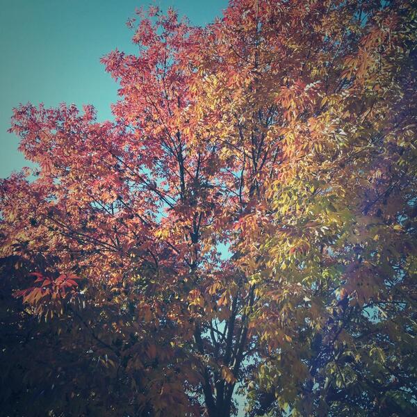 Messenger's Lawn tweet media