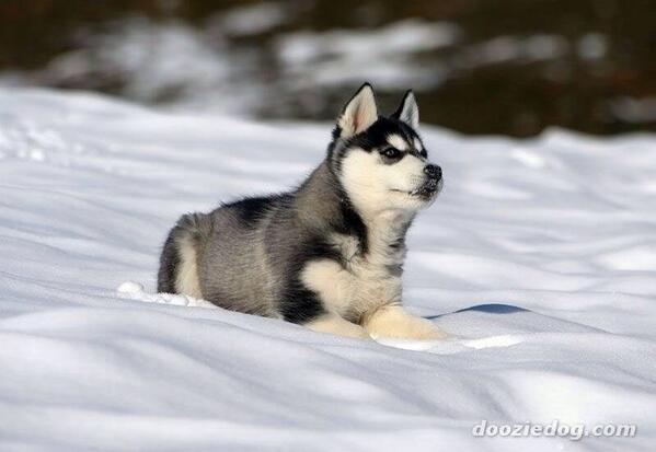 BeeDubbs_'s tweet photo. Marc's and I future dog ❤️😍🐺🐾 http://t.co/eUsuZYCuOZ