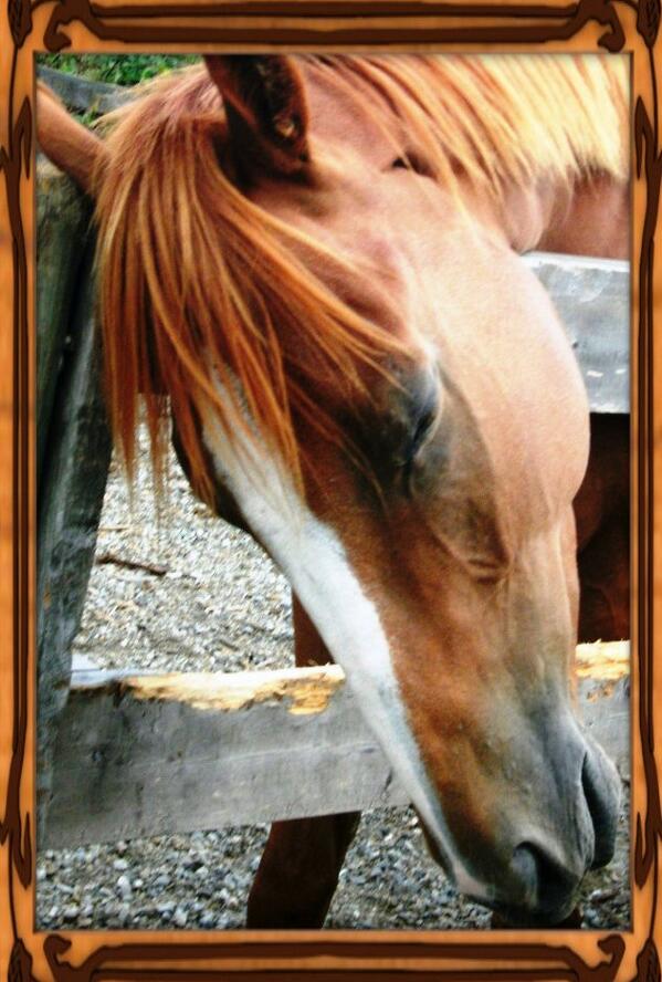 CircleFHorses's tweet image. Welcome @EquineWellness @kiger_mesteno @Promoteequine - thx for following! #FF @Badgerthehorse @EarsForward @fvTradex