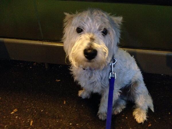 laneybrim's tweet photo. @ExeterDogTC Ralph aka bad westie didn't like the rain whilst walking this evening. He took shelter in the bus stop. http://t.co/obbPIKrAyQ