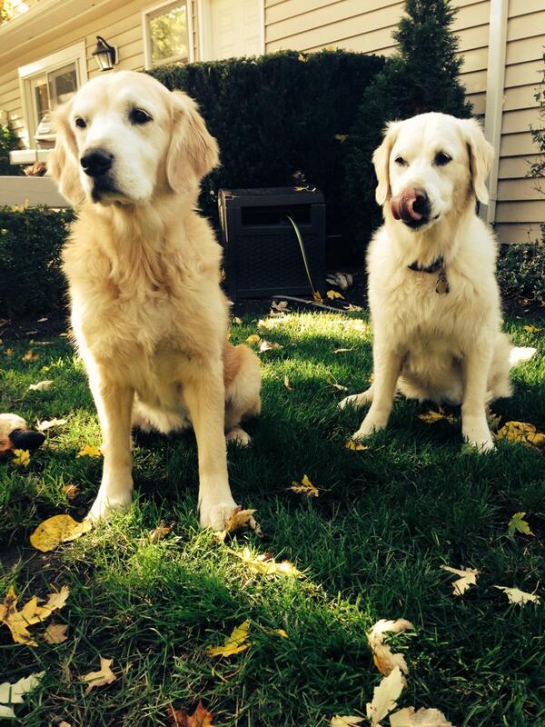 kailmackenzie's tweet photo. Sweet little angels 👼🙊🐶 http://t.co/2eyVmJMMkS