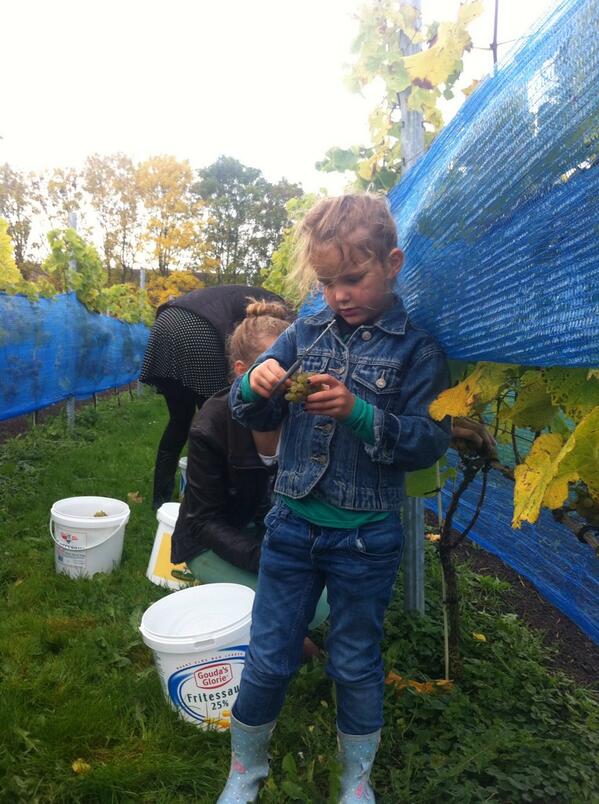 De eerste oogsten hebben we gehad, bijna 1000 kg, boven verwachting, nog 1 te gaan en wat is dat leuk!