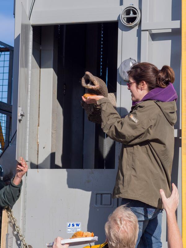 cbcfifth's tweet photo. Pixs from the road : An elephant keeper bonds with one of the Toronto zoo elephants #elephantscbc http://t.co/wtiq5rABUa