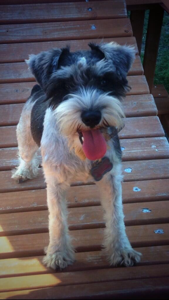 Staceves's tweet photo. 🐶Cupcake🐶 http://t.co/e0kzlaatU6