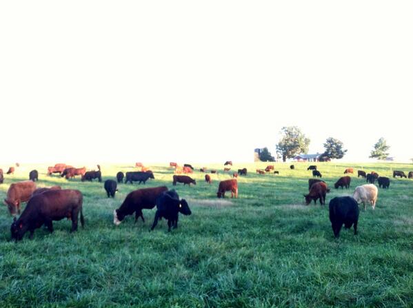 TheFarmTable's tweet image. Love! RT @Keenbellfarm: Cows enjoying their daily pasture move. @littlehouseRVA @Ellwoods @TheFarmTable #grassfed