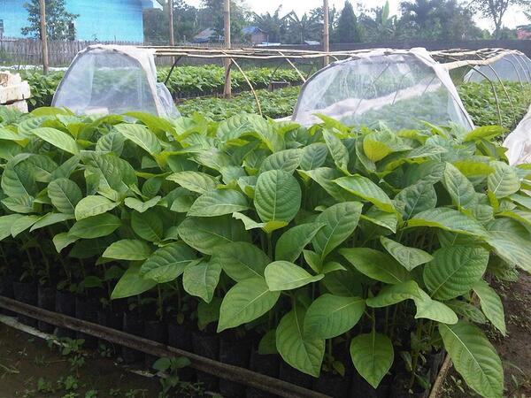 Tersedia bibit jabon dengan jumlah banyak, harga Rp. 1.500 sudah termasuk ongkos kirim untuk daerah bogor...