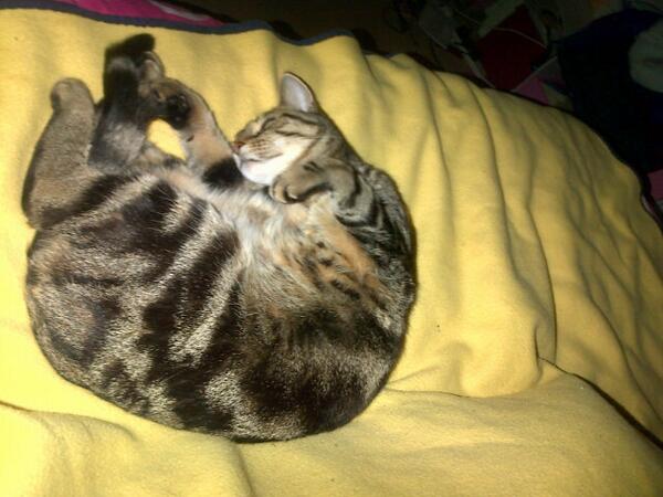 Stop_RedRain's tweet image. I love this cat too much omfg