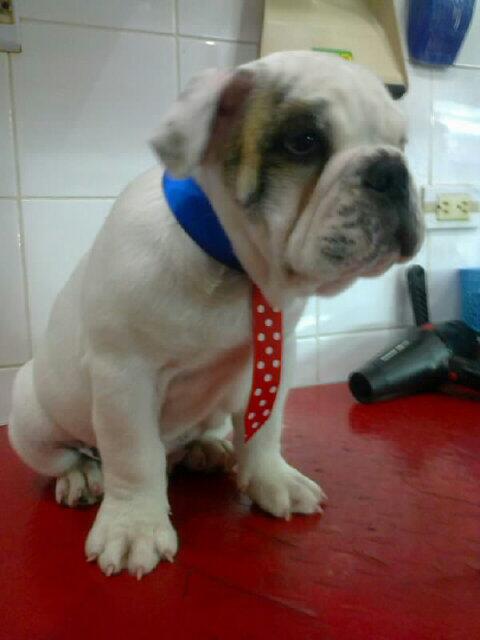 citypetec's tweet photo. @citypetec Cliente satisfecho de spa y peluquería City Pet Riocentro Sur.. Su mascota lista para ir a casa!!! http://t.co/4SU4T1bRmj