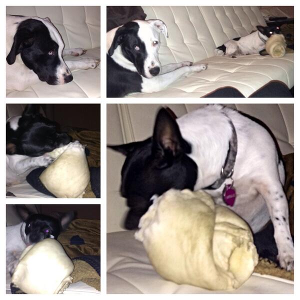 sunshinegrower's tweet photo. #sharingiscaring #bffs #Chihuahua #pitbull http://t.co/jadTakj7nb