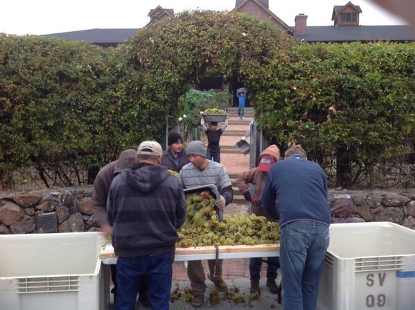 skywalkerwines's tweet photo. Great harvest shot here from Thursday at Skywalker Ranch http://t.co/0ZbtRw42Iu