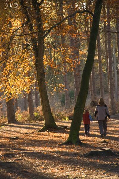 SandstoneTrail's tweet photo. @BBCWeatherNorth  Hope the approaching storm doesn't rob of the #autumncolours #autumn #sandstonetrail #cheshire http://t.co/I5U3t85ISA
