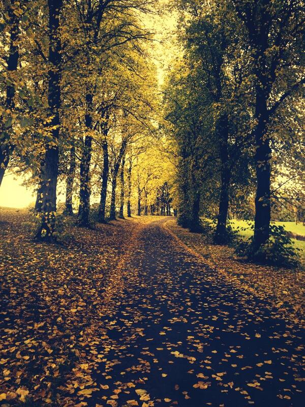 RhonaMacKillop's tweet image. Autumn lovin'