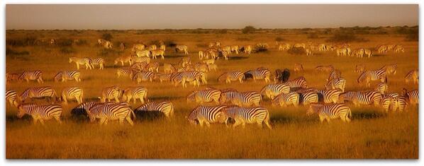 High season about to end. Stay tuned for our usual Migration &amp; Green Season special safari offers...