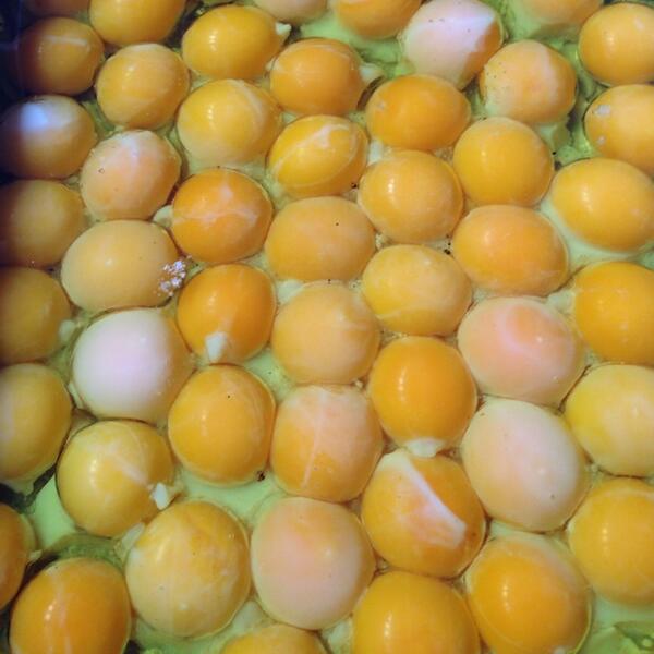 TOYScollective's tweet photo. Confit yolks #squidgy http://t.co/8mGAySLrDk