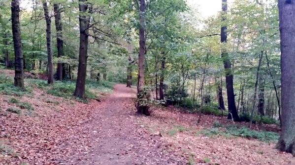 actplastering's tweet image. The cold morning in the woods walking the dog followers