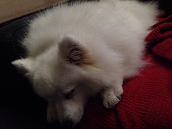 HelloRachyy's tweet image. Someone had a bath today #cottonwool #japanesespitz