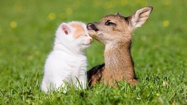 NaturPictures's tweet photo. El amor no entiende de especies. http://t.co/3Yl8huZs0H