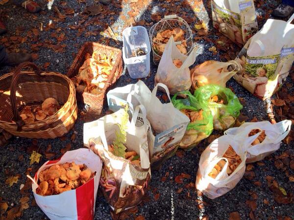 La cacera de bolets ha estat tot un éxit!!