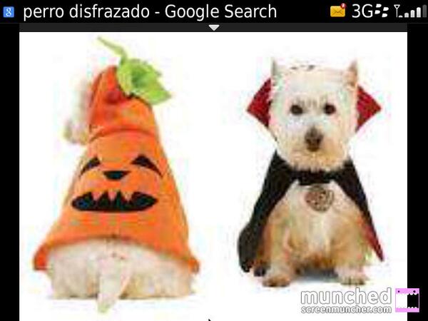 citypetec's tweet photo. Rt @rosemilia2@soledadaguirre Hermosos disfraces para tus mascotas solo @citypetec Malldelsol Malldelsur Rionorte http://t.co/k5aQeV1RV0