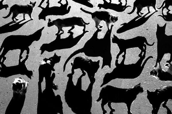 KeyCollection_'s tweet image. Игра теней